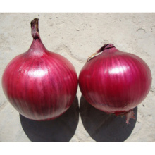 HON02 Indan red OP onion seeds price